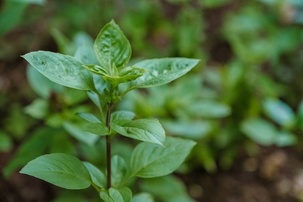 What Are the Best Practices for Sustainable Gardening and Eco-Friendly Landscaping?