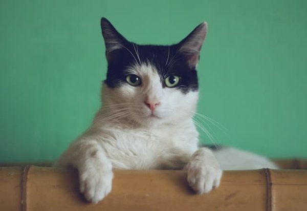 What Are the Best Natural Remedies for Arthritis in Cats?