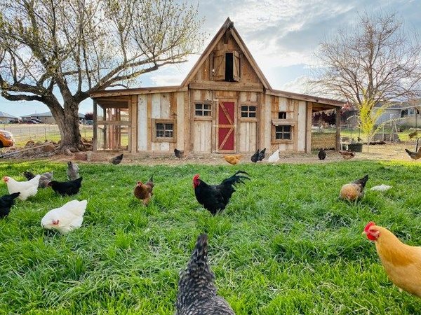 What's the Best Approach to Building a Sustainable Chicken Coop in Your Backyard?